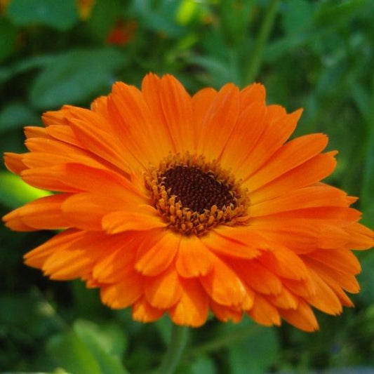 Calendula