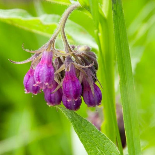 Comfrey