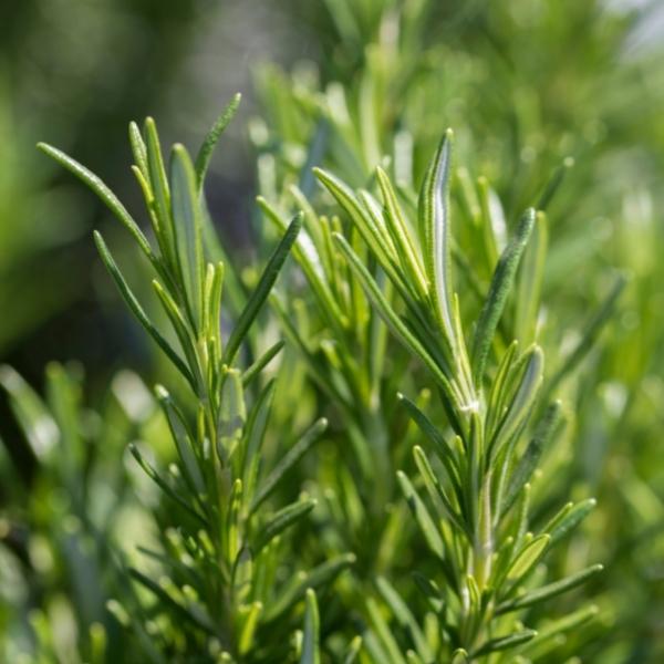 Rosemary