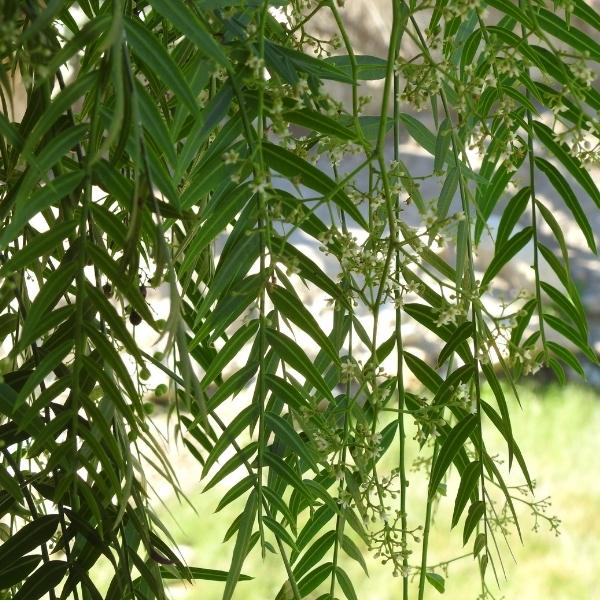 White Willow