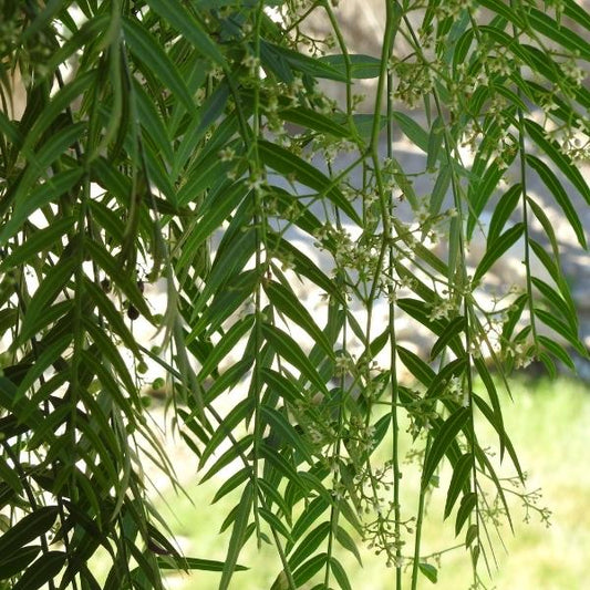 White Willow