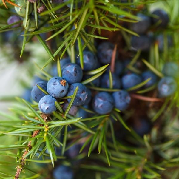 Juniper berries