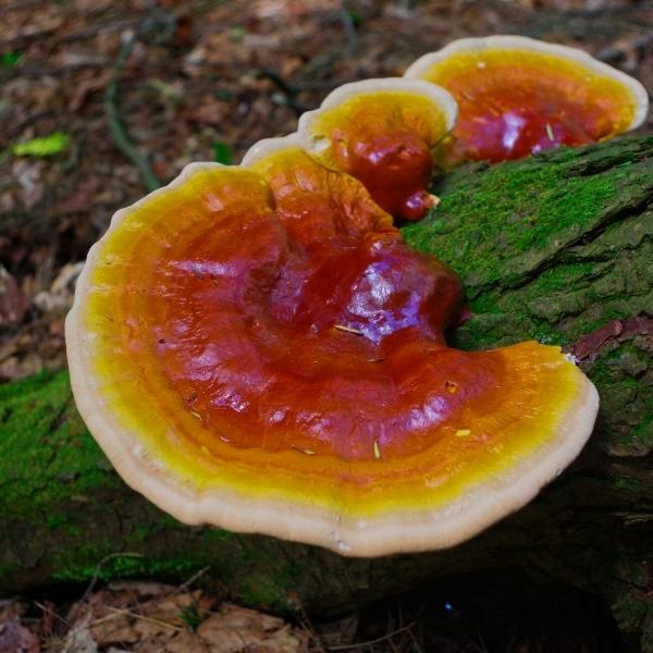 Reishi